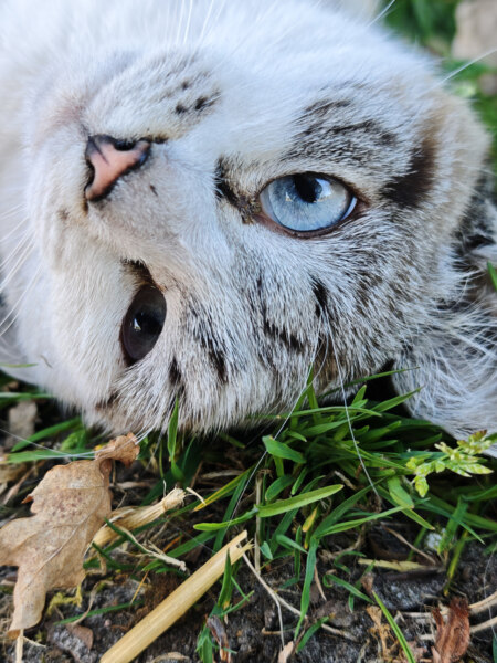 Xiaomi 15 camera-sample 1
