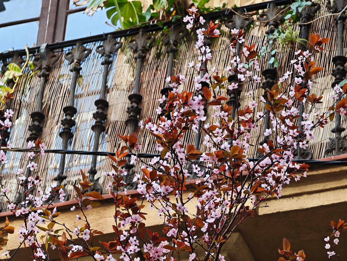 Xiaomi 17 Ultra camera-sample